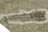 Oligocene Fossil Lanternfish (Eomyctophum) - Poland #374303-1